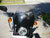 Harley Davidson XR 1200 2008 - 2012